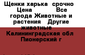 Щенки харька! срочно. › Цена ­ 5 000 - Все города Животные и растения » Другие животные   . Калининградская обл.,Пионерский г.